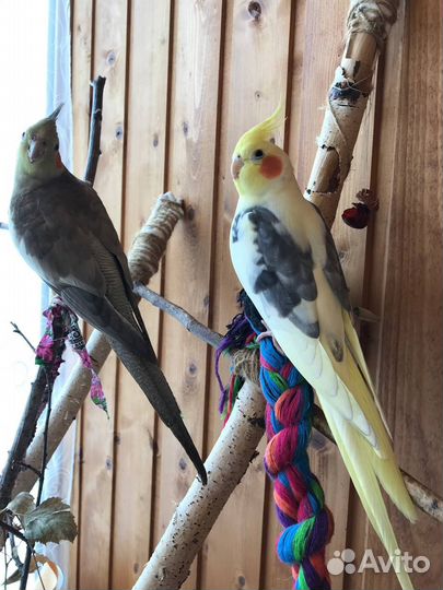 Попугай корелла мальчик (с клеткой)