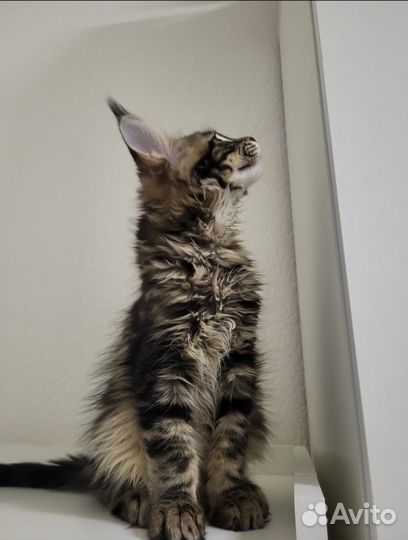 Мейн-кун котёнок готов к переезду