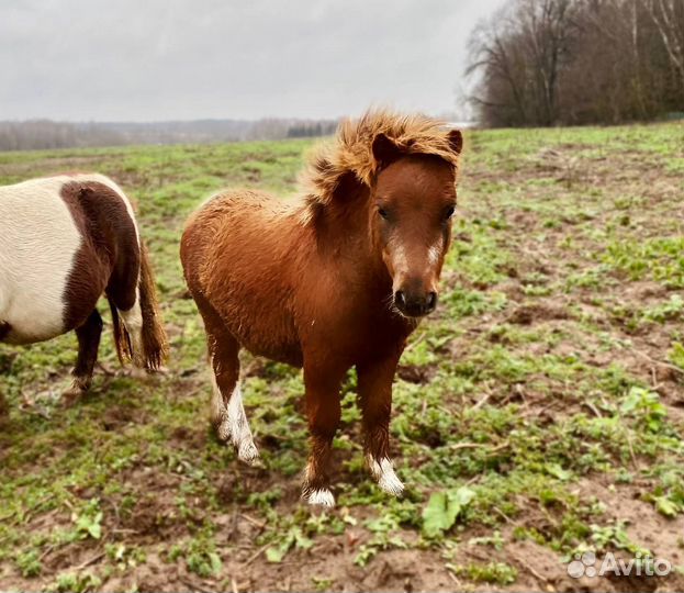 Продам мини Шетлендских жеребчиков