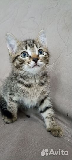 Котята в добрые руки бесплатно, мальчик и девочка