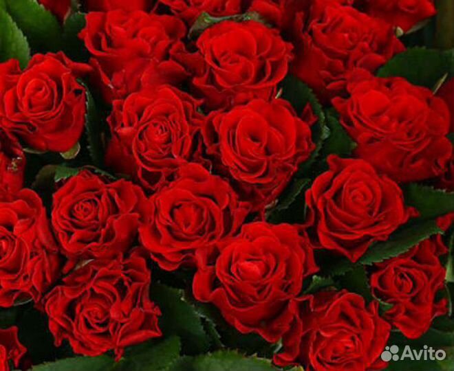 Роза Красная