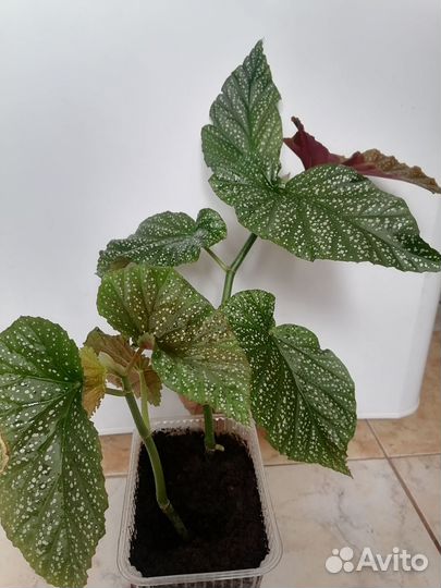 Шикарная бегония