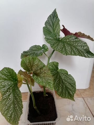 Шикарная бегония