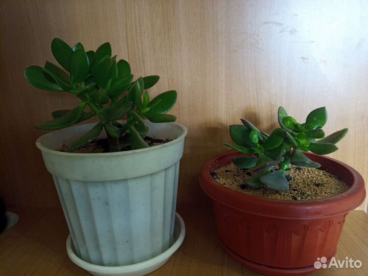 Крассула толстянка