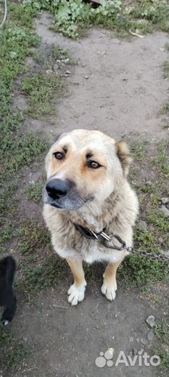 Собака в добрые руки отдам бесплатно
