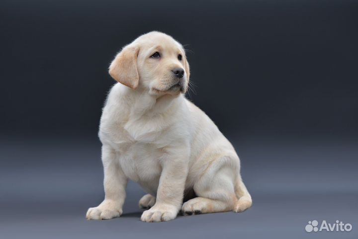 Щенки лабрадора палевые