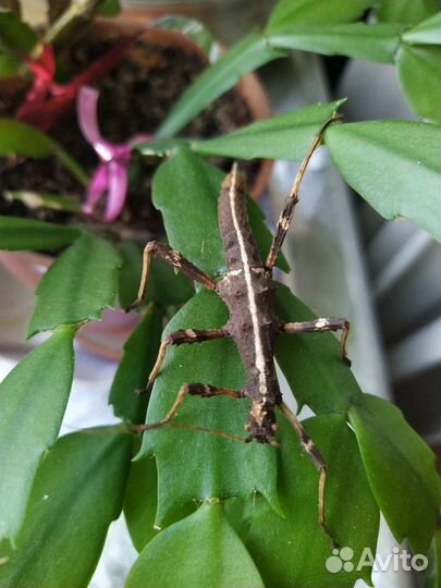 Палочники Неожиданные