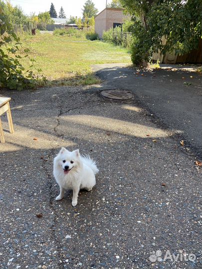 Вязка собак немецкий шпиц
