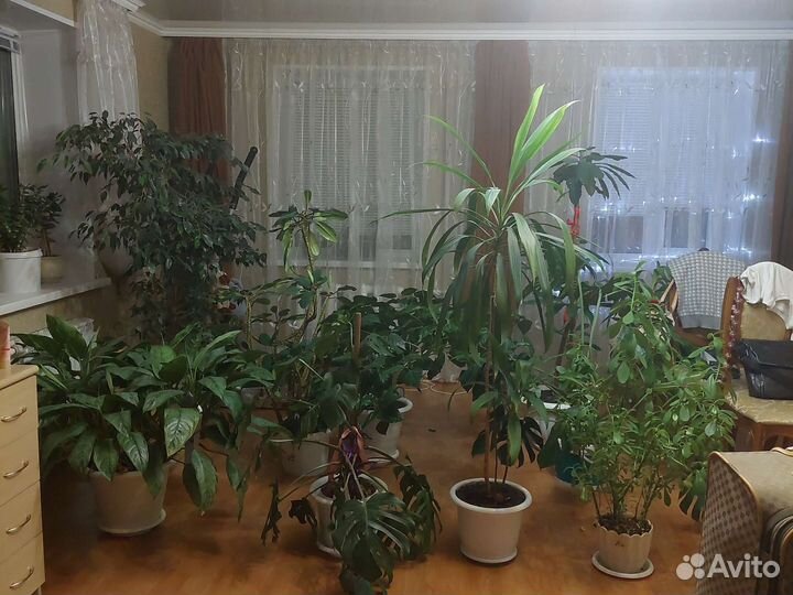 Продаются живые цветы в ассортименте