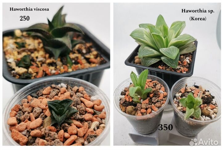 Алоэ, Хавортии, Гастерии, Фаукарии