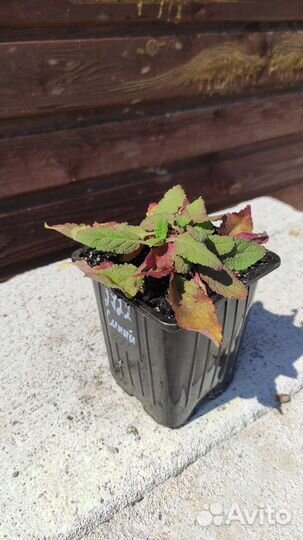 Шалфей дубравный (лесной) (Salvia nemorosa)