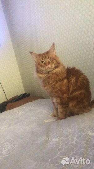 Мейн-кун вязка