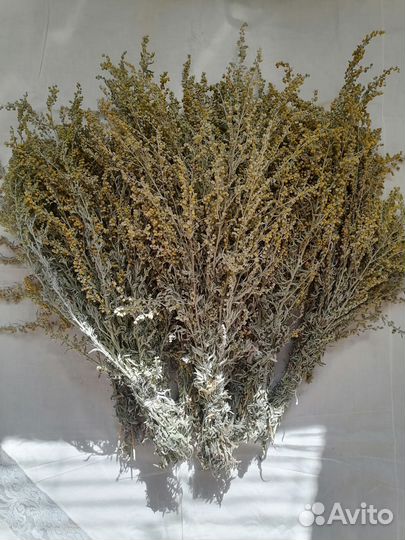 Царица полынь