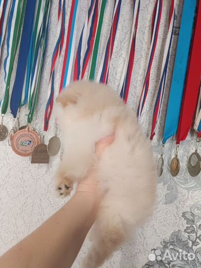 Щенки шпица