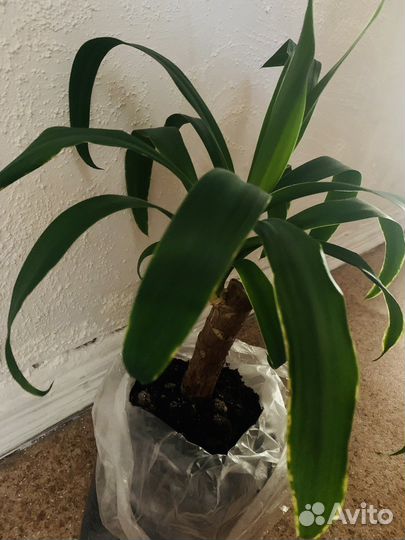 Пальма юкка