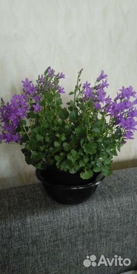 Кампанула (невеста), колокольчик Портеншлага