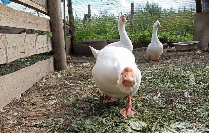 Гусь и гусыня