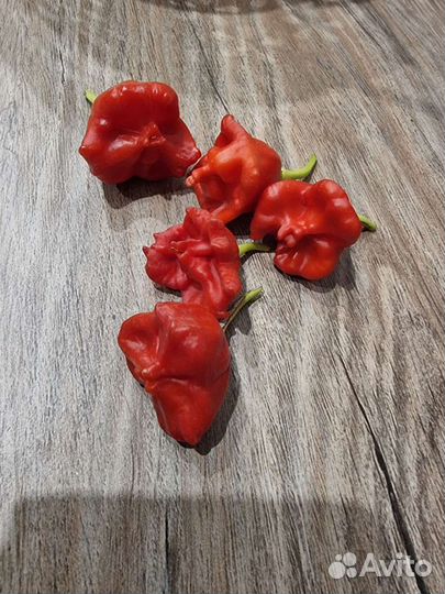Перец колокольчик