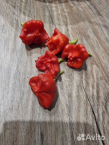 Перец колокольчик