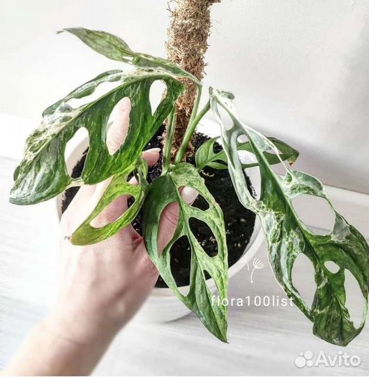 Монстера вариегатная Адансона