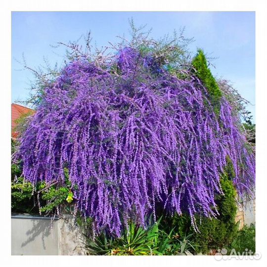 Редкие многолетники для сада