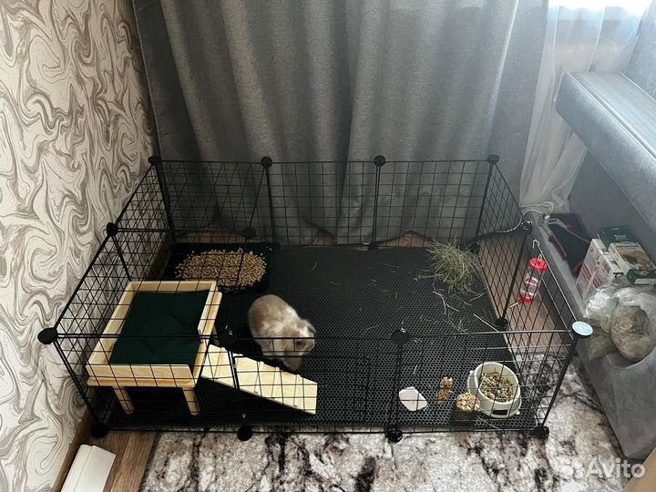 Декоративные кролики