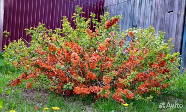 Саженцы декоративных растений