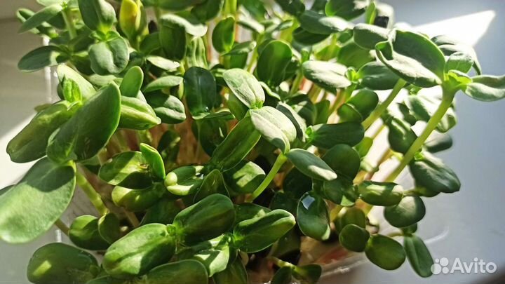 Микрозелень - живые витамины