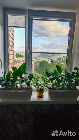 Спатифиллум