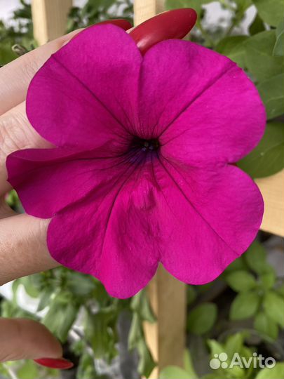 Семена петунии Wave purple уп 5шт