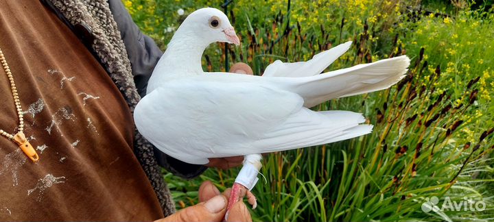 Продажа голубей