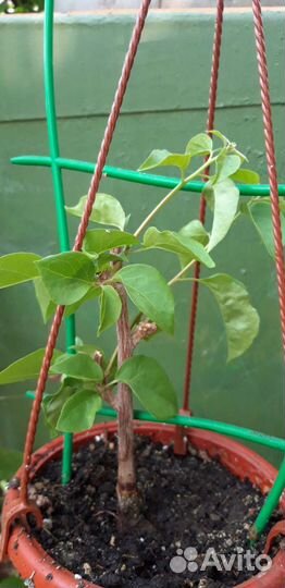 Бугенвиллия