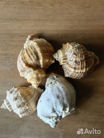 Морские ракушки
