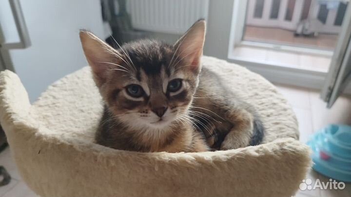 Абиссинские котята