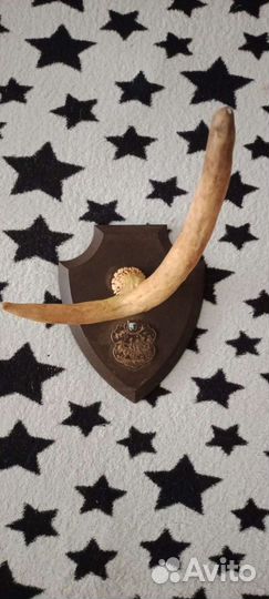 Настенные рога косули