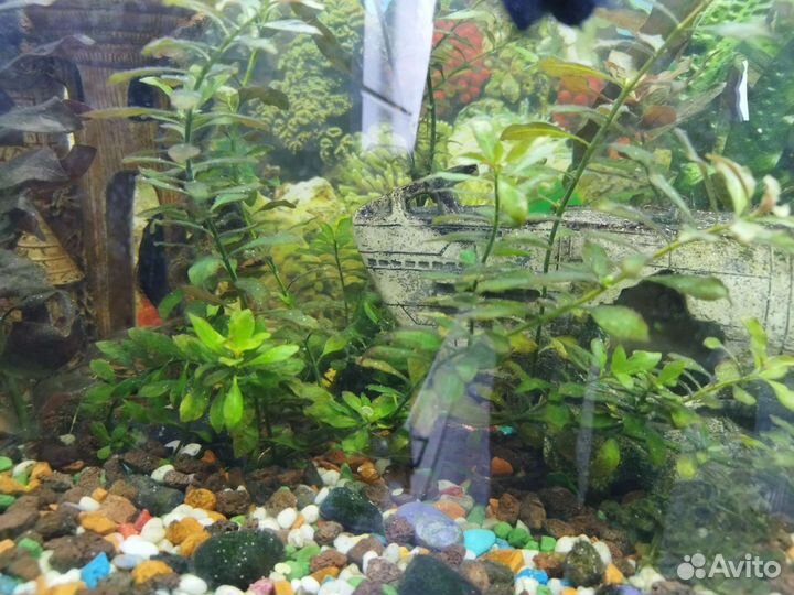 Аквариумистиа