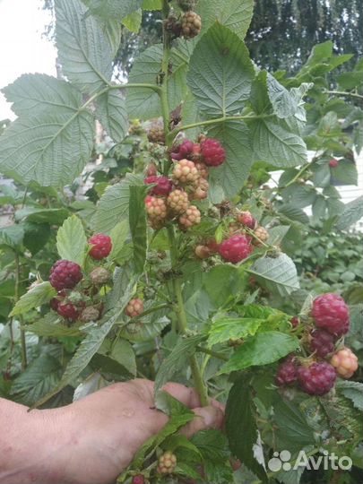 Малина сорт Скоморох крупная сладкая ягода