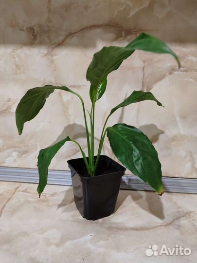 Спатифиллюм