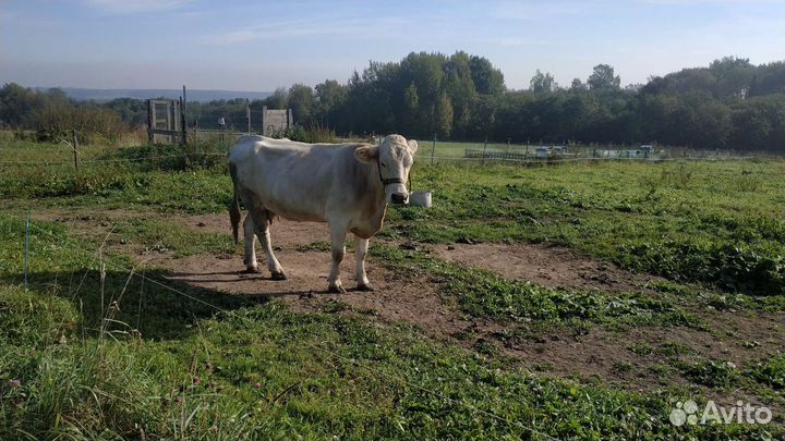Стельная Корова и Рабочий Козел