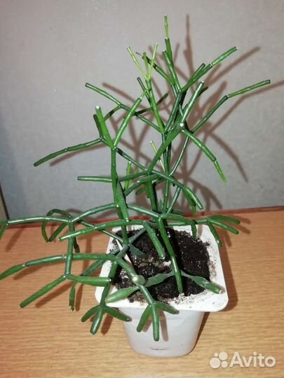 Пилея Кадиера (серебряная) Хатиора, хлорофитум куд