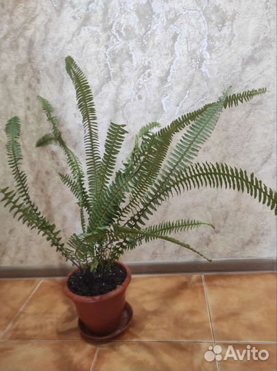 Папоротник комнатный (большой)