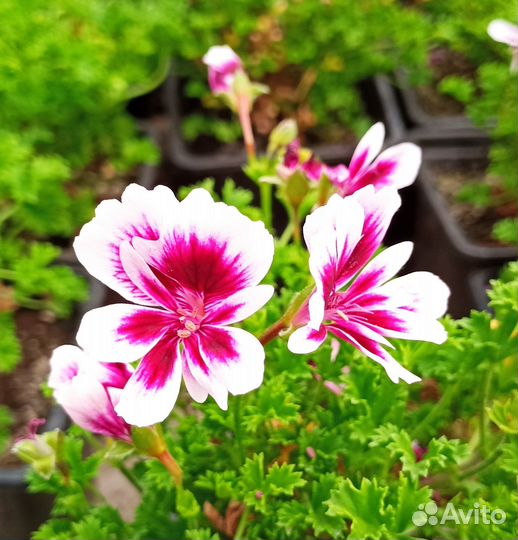 Пеларгония ангел Michail - молодое растение горшок