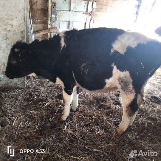 Бычки и быки на мясо