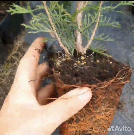 Туя Смарагд 60 см