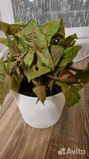 Сингониум Брокант