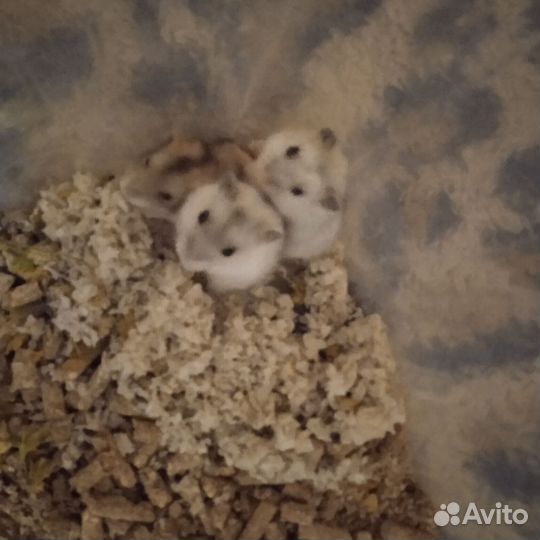Джунгарский хомяк