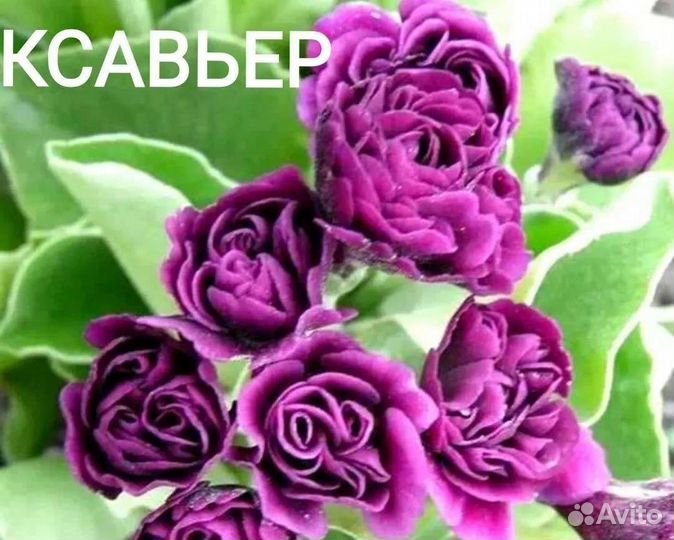 Примула ушковая Бартл, Ксавьер и Тэд робертс