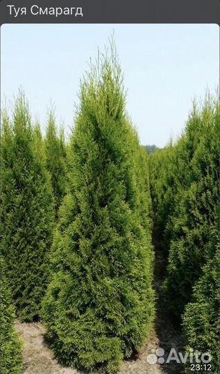 Туя саженцы