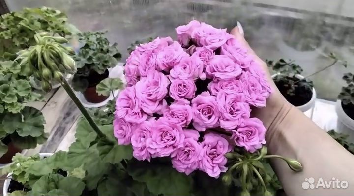 Пеларгония Ю-Марлезон 2