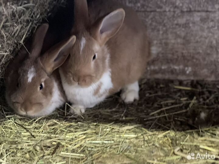 Кролики на развод породы разные